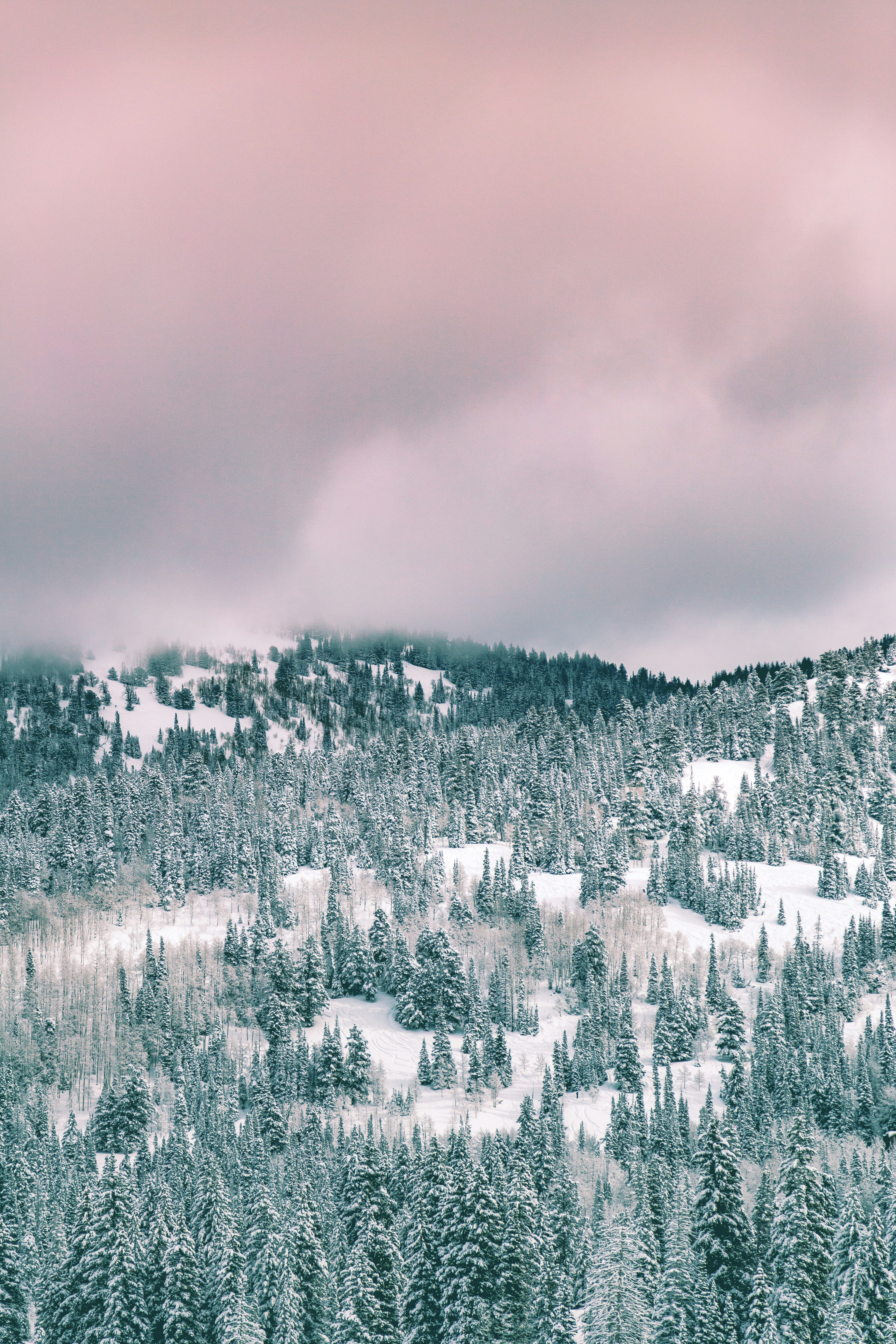 green trees covered by snow under cloudy sky during daytime